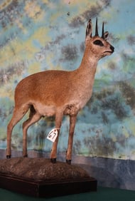 African Klipspringer Pygmy Antelope Full Body Taxidermy Mount