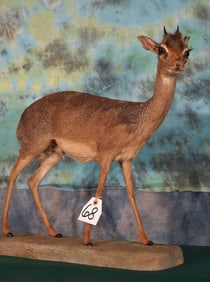 African Kirk Dik Dik Pygmy Antelope Full Body Taxidermy Mount
