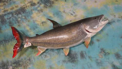 Awesome African 34" Tigerfish Fiberglass Reproduction Taxidermy Fish Mount