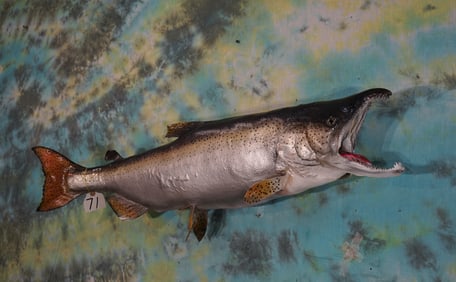 Real Skin 40" Alaskan King Salmon Taxidermy Fish Mount