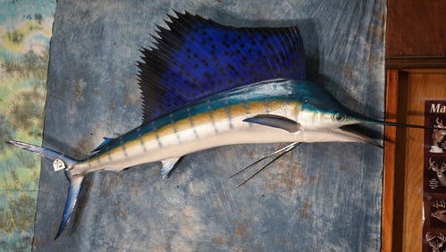 Beautiful Brand New 7ft. 7 1/2" Sailfish Fiberglass Reproduction Taxidermy Fish Mount