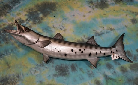 Brand New 46" Baracuda Fiberglass Reproduction Taxidermy Fish Mount
