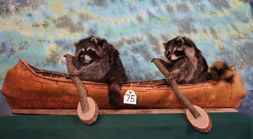 Brand New Pair of Raccoons Paddling down the river in a Canoe Novelty Taxidermy Mount