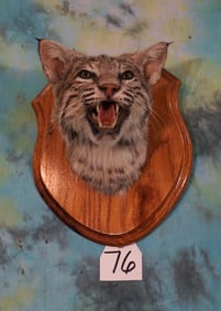 Very Nice Bobcat Shoulder Taxidermy Mount