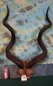 Record Book African Greater Kudu Horns Gold Medal Class Taxidermy