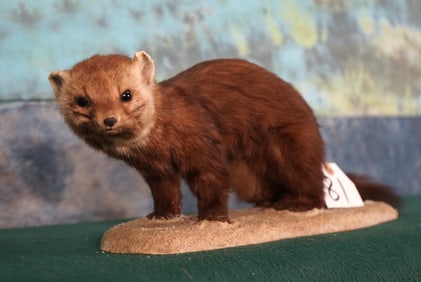 Pine Martin Full Body Taxidermy Mount