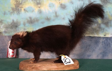 Skunk Full Body Taxidermy Mount