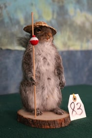 Gray Squirrel going Fishing Novelty Taxidermy Mount