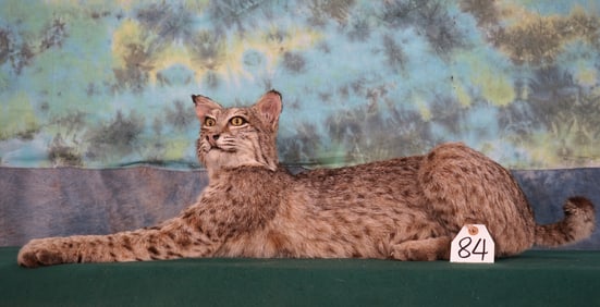 Bobcat Full Body Taxidermy Mount