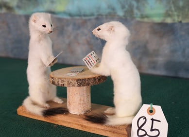 Two Ermine Playing Poker Novelty Taxidermy Mount