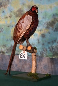 New Ringneck Pheasant Full Body Taxidermy Bird Mount