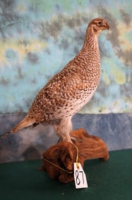 Sharptail Grouse Taxidermy Bird Mount
