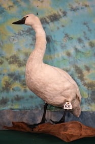 Beautiful White Swan Taxidermy Bird Mount