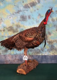 Standing Wild Turkey Gobbler Taxidermy Bird Mount