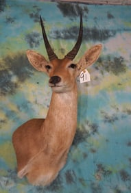 African Common Reedbuck Shoulder Taxidermy Mount