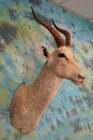 African White Blesbuck Shoulder Taxidermy Moutn