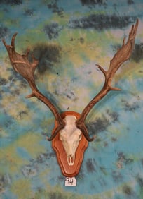 European Fallow Deer Antlers mounted on Panel Taxidermy