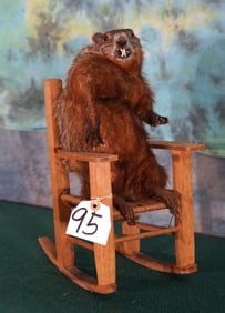Grand Pa Woodchuck in Rocking Chair Taxidermy Novelty Mount