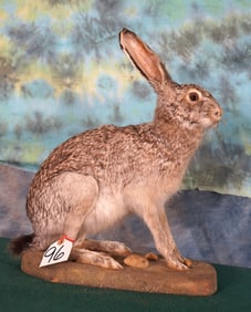 Jack Rabbit Full Body Taxidermy Mount
