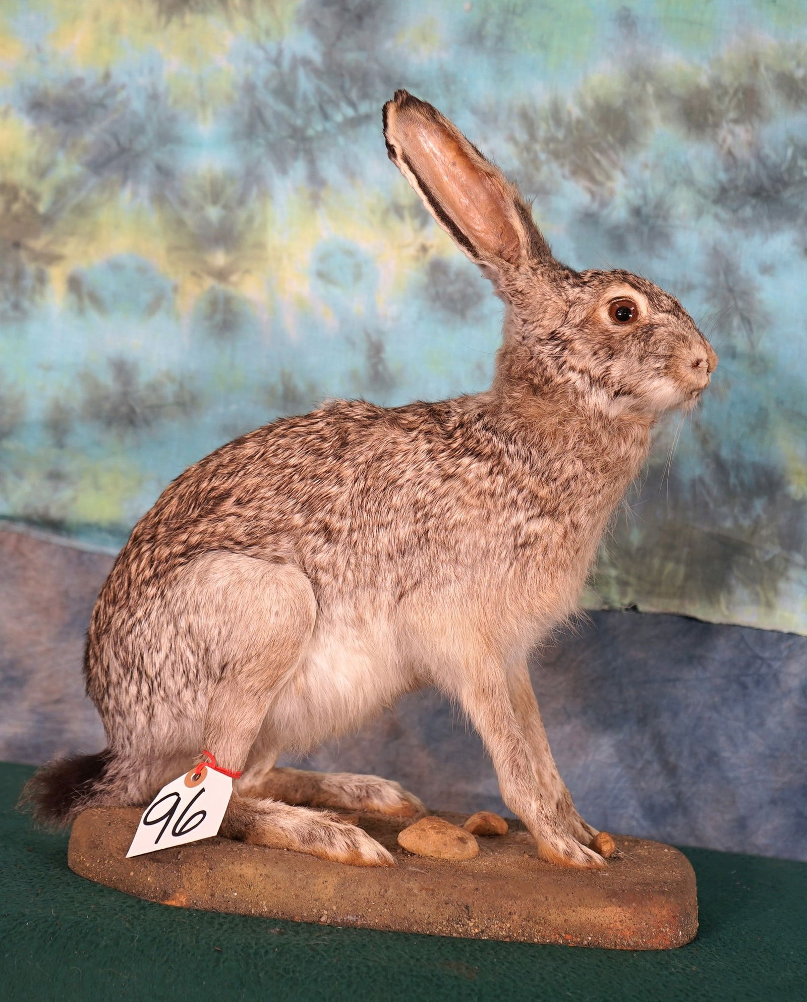 Jack Rabbit Full Body Taxidermy Mount (1 of 2)