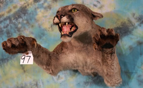 Half Body Mountain Lion Taxidermy Mount