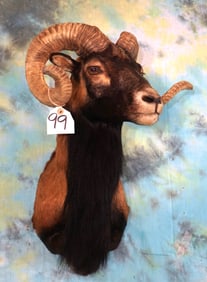 Corsican Sheep Shoulder Taxidermy Ram Mount