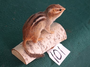 Chipmunk Ground Squirrel Full Body Taxidermy Mount