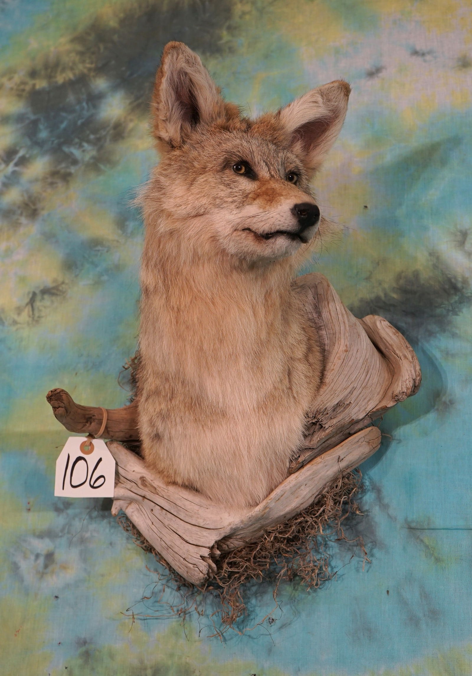 Cool Coyote Shoulder Taxidermy Mount (1 of 2)