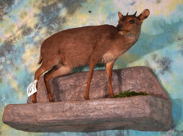 African Blue Duiker Pygmy Antelope Full Body Taxidermy Mount