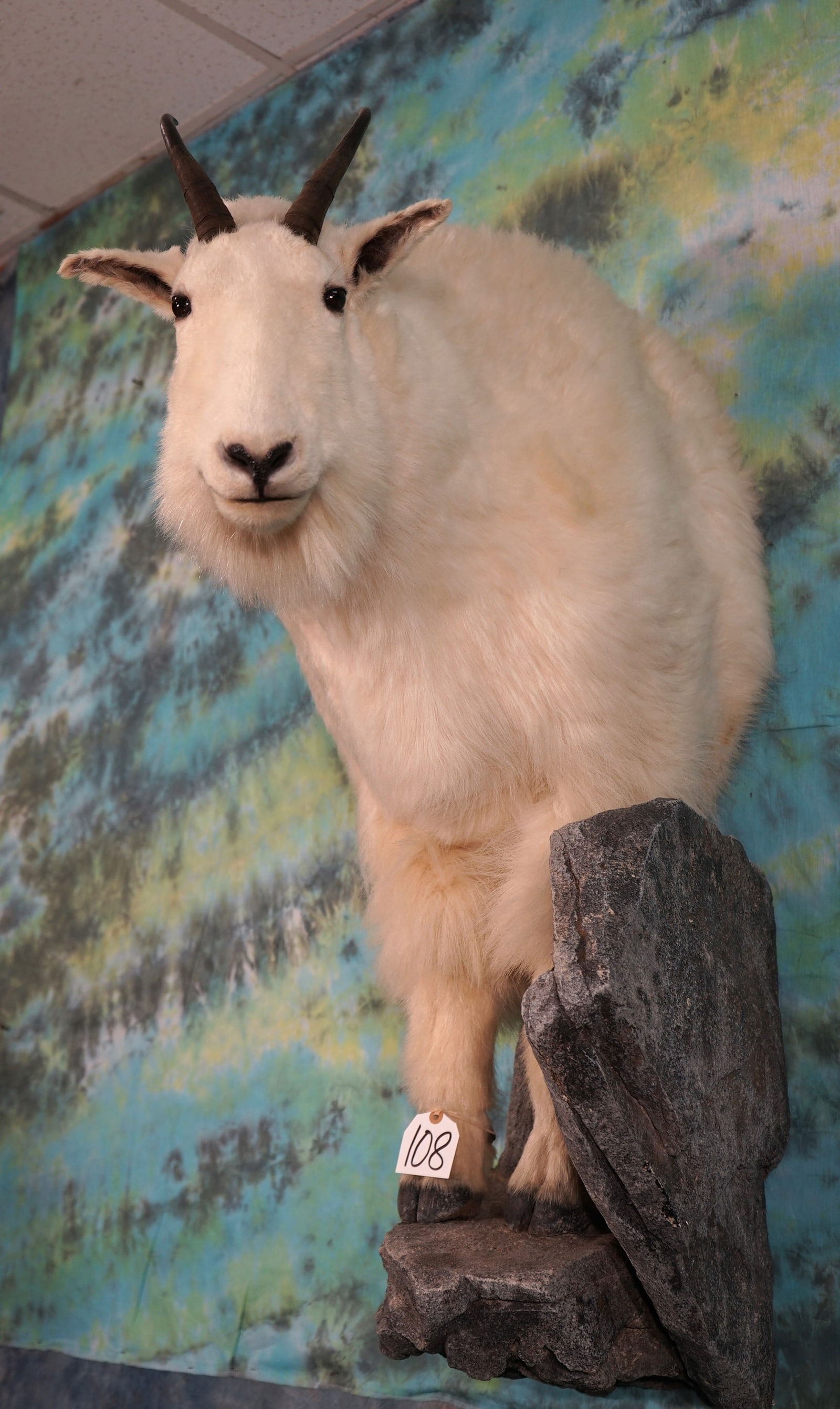 Beautiful Half Body Rocky Mountain Goat Taxidermy Mount: This mount was done in habitat and has a natural pose. This Mountain Goat is clean, smoke free, and in mint-like condition. The taxidermy quality is a solid grade 10 on a 1 to 10 quality scale.