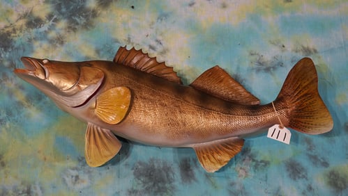 Brand New 36" Walleye Fiberglass Reproduction Taxidermy Fish Mount