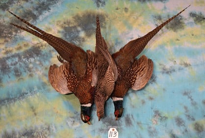 Three Hanging Dead Ringneck Pheasant Taxidermy Bird Mounts