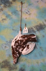 Hanging Dead Alaskan Fall Phase Ptarmigan Taxidermy Bird Mount