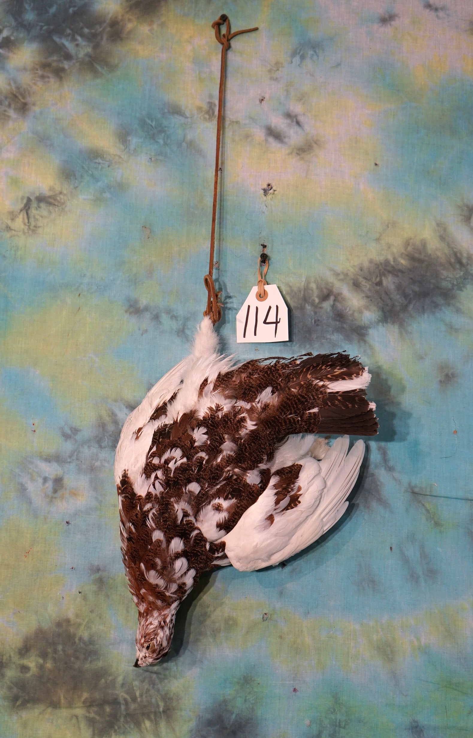 Hanging Dead Alaskan Fall Phase Ptarmigan Taxidermy Bird Mount: This Ptarmigan mount is clean and in very good condition. The mount looks natural and grades a good 9.