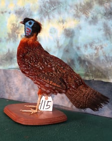 Rare! Temminck's Tragopan Pheasant Taxidermy Bird Mount