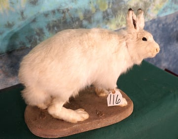 Arctic Hare Full Body Taxidermy Mount
