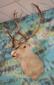 Arctic Islands or, Peary's Caribou Shoulder Taxidermy Mount