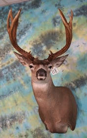 Record Class Columbian Blacktail Shoulder Taxidermy Mount