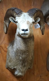 Rocky Mountain Bighorn Sheep Shoulder Taxidermy Ram Mount