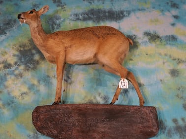 Cool Full Body Chinese Water Deer Taxidermy Mount