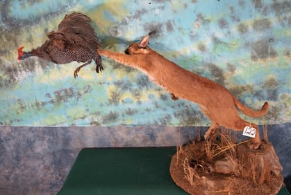 African Caracal Cat Leaping For a Speckled Guinea Fowl in Habitat Taxidermy Mount