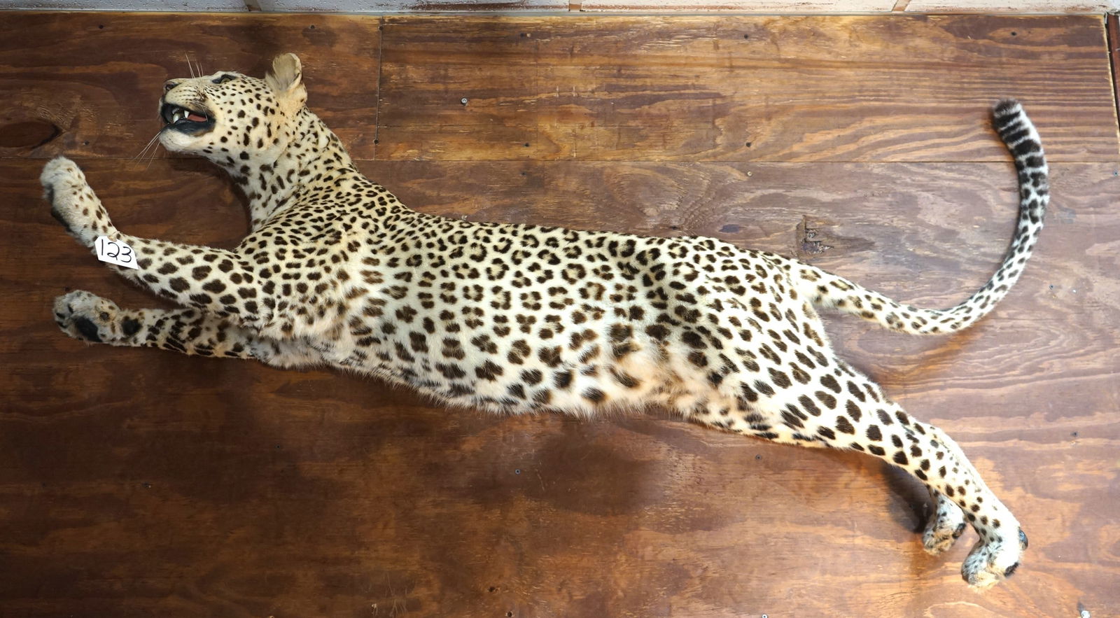 Leaping African Leopard Full Body Taxidermy Mount **Texas Residents Only!** (1 of 3)