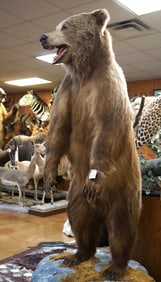 Standing Alaskan Brown Bear Full Body Taxidermy Mount