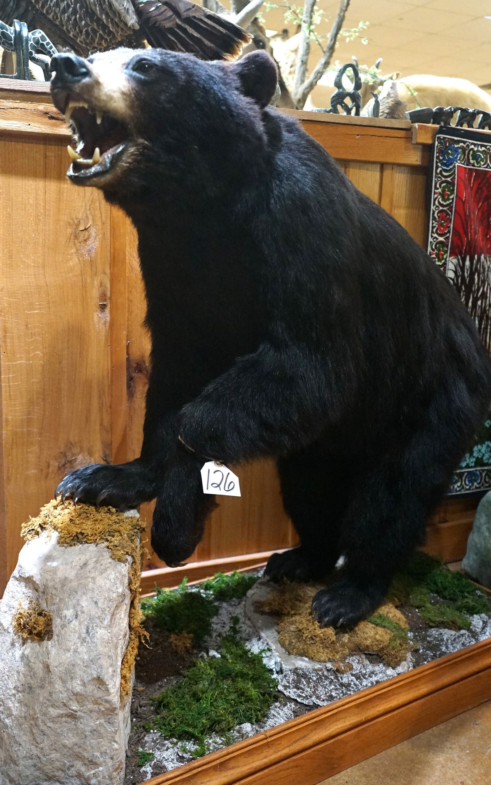 Quality Black Bear Full Body Taxidermy Mount (1 of 4)