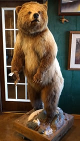 Standing Interior Grizzly Bear Full Body Taxidermy Mount