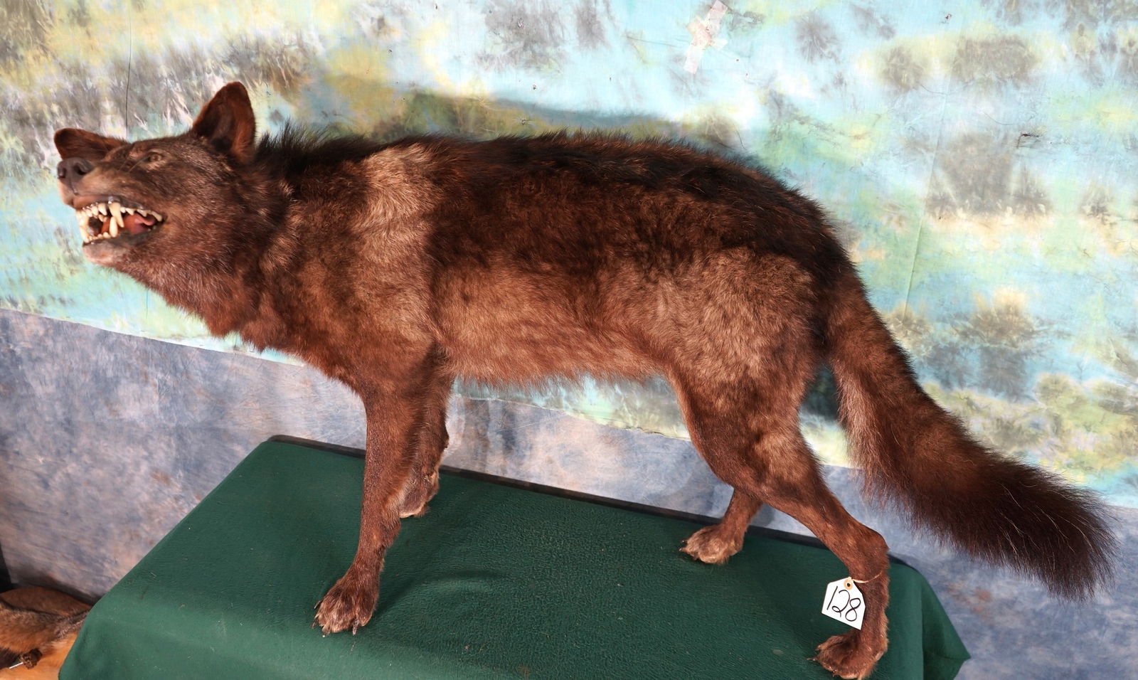 Awesome Timber Wolf Full Body Taxidermy Mount (1 of 6)