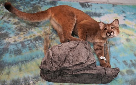Beautiful Mountain Lion Full Body Wall Taxidermy Mount