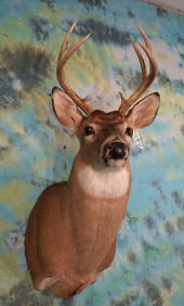 8pt. Whitetail Deer Shoulder Taxidermy Mount