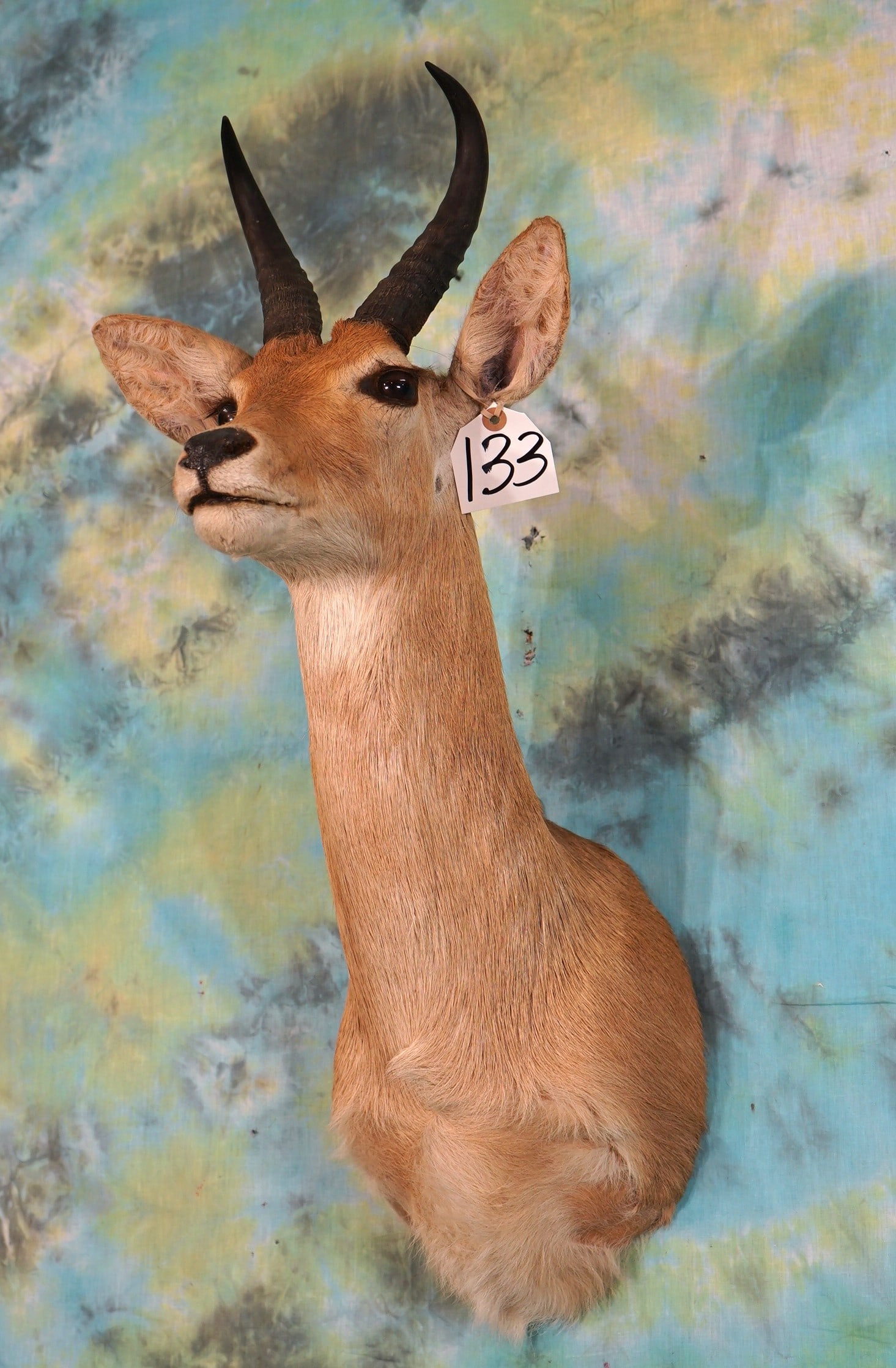 East African Bohor Reedbuck Shoulder Taxidermy Mount (1 of 2)