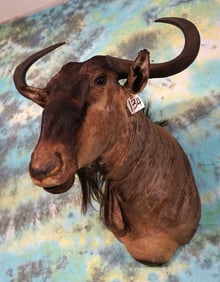 African Cookson's Wildebeest Shoulder Taxidermy Mount